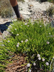 Sorocephalus lanatus