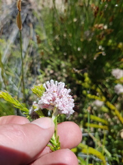 Sorocephalus lanatus