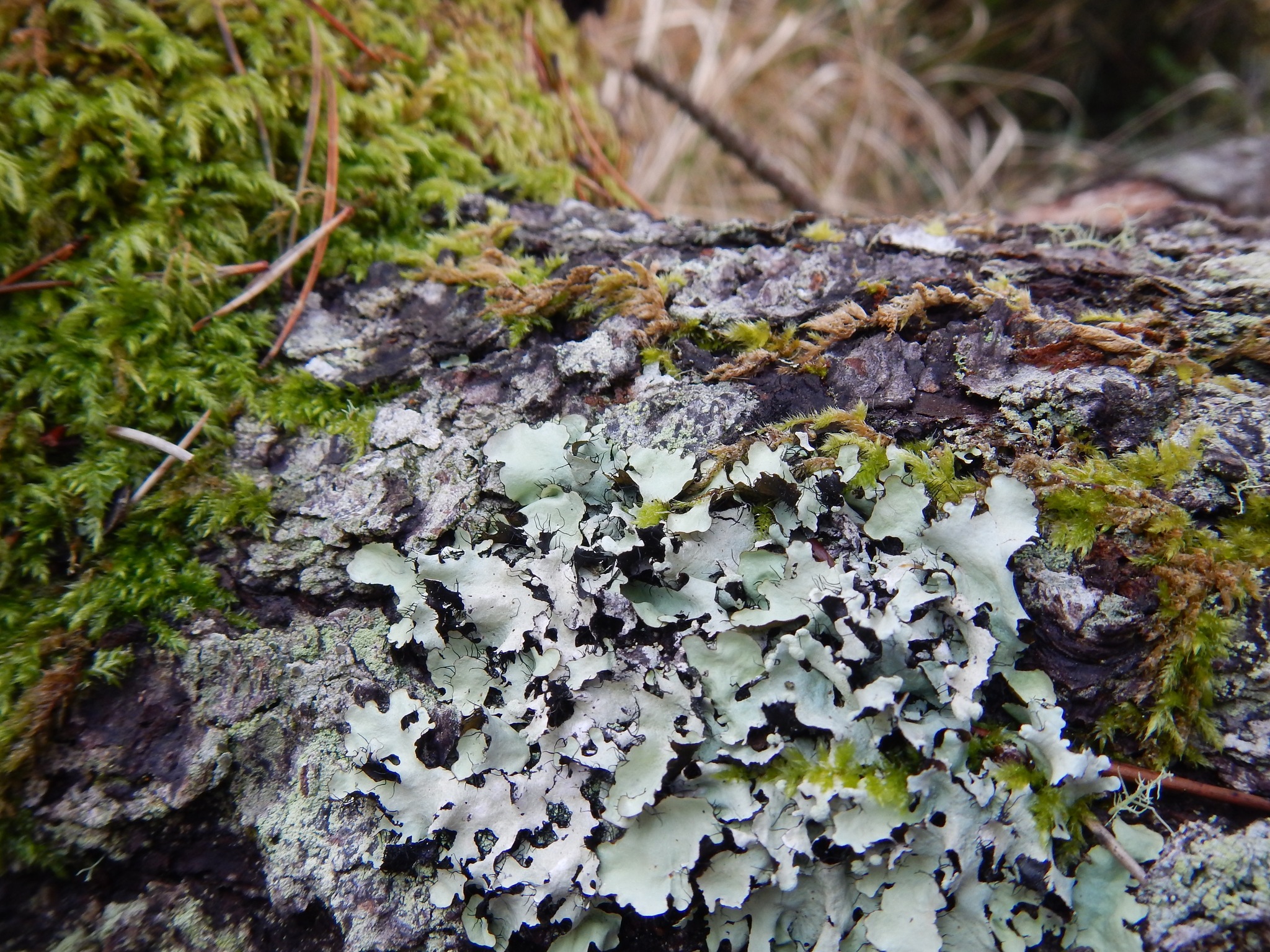 Parmotrema arnoldii image