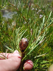 Protea witzenbergiana