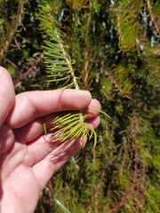 Protea witzenbergiana