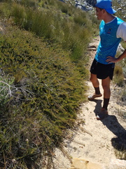 Protea witzenbergiana