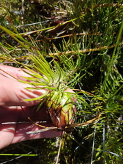 Protea witzenbergiana