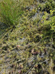 Protea witzenbergiana