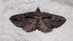 Chrysolarentia plagiocausta