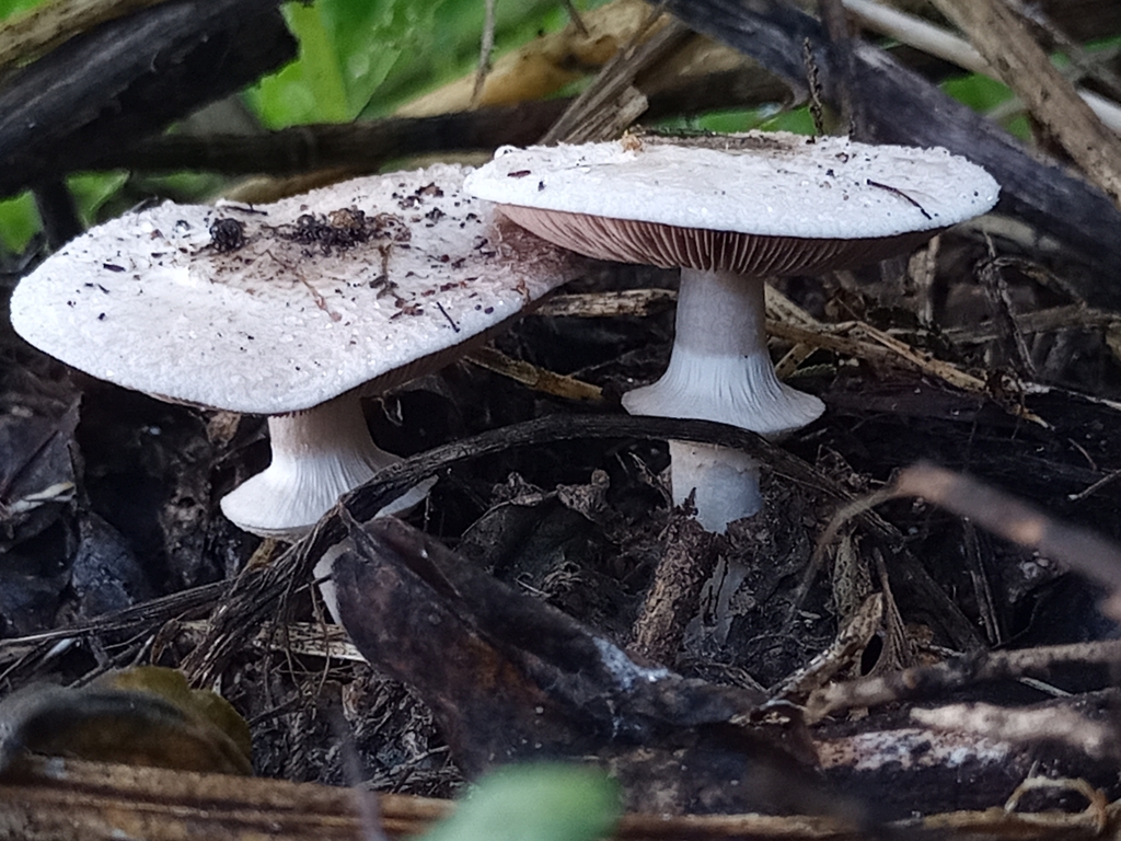 Agaricus moelleri · August 2023 · photo: © embriofita (iNaturalist, cc-by)