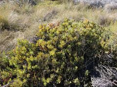 Leucadendron glaberrimum glaberrimum