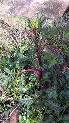 Scrophularia rubricaulis