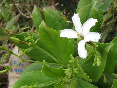 Scaevola chamissoniana