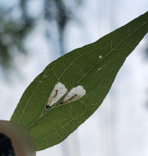 Beautiful Cosmopterix Moth