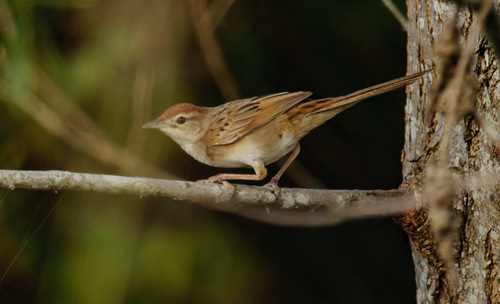 Tawny Grassbird (Cincloramphus timoriensis), photo 9