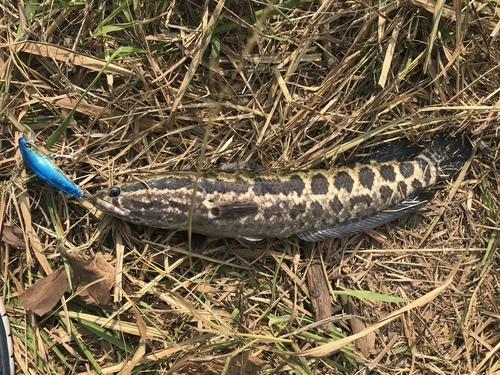 Blotched Snakehead