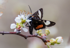 Psychomorpha epimenis