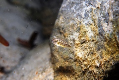 Helotes octolineatus