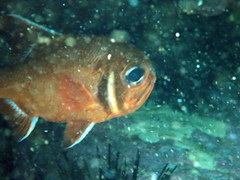 Trachichthys australis