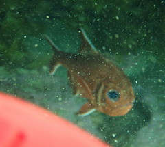 Trachichthys australis