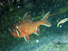 Trachichthys australis