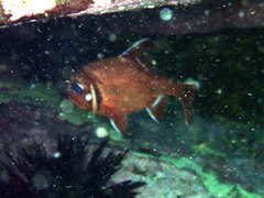 Trachichthys australis