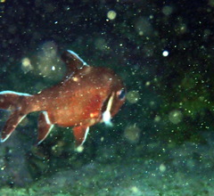 Trachichthys australis