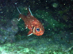 Trachichthys australis