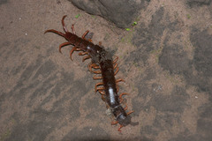 Scolopendra dehaani