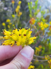Erica parilis parilis