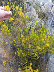 Erica parilis parilis