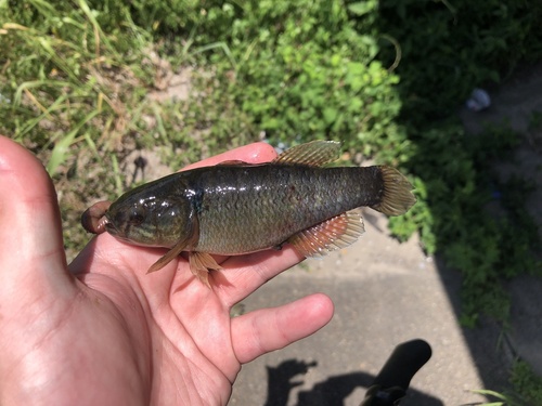 Fat sleeper (Dormitator maculatus) — Eleotridae — 2