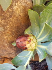 Protea recondita