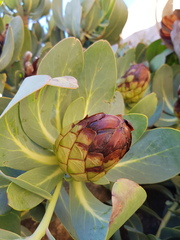 Protea recondita