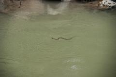 Trimerodytes aequifasciatus