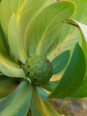Protea recondita