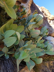 Protea recondita