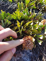 Protea laevis