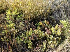 Leucadendron glaberrimum glaberrimum