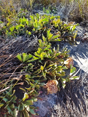 Protea laevis