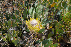 Protea laevis