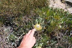 Protea laevis