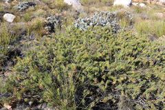 Protea witzenbergiana