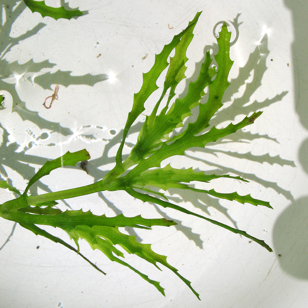 Наяда морская. Наяда модель. Наяда морская растение краткое описание. Белая вадаласка морские растения Тургояка с названиями.