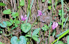 Cyclamen repandum repandum