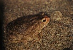 Sclerophrys tihamica