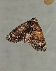 Chlumetia transversa