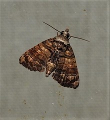 Chlumetia transversa