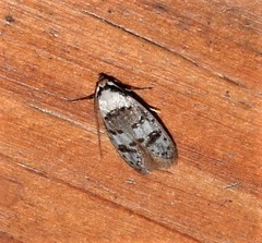 Scatochresis innumera