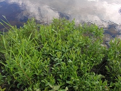 Myrica gale tomentosa
