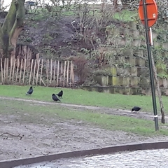 Corvus corone
