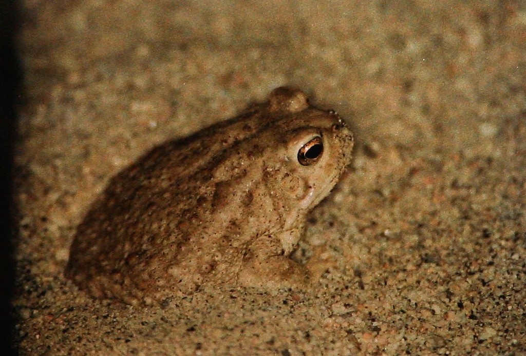 Balletto's Toad