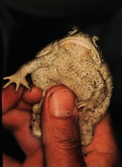 Sclerophrys tihamica
