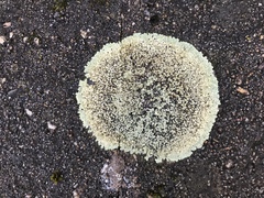 Protoparmeliopsis muralis